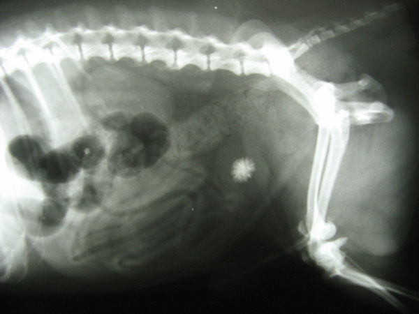 case 10