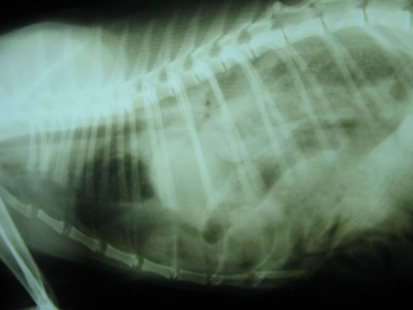 case 5