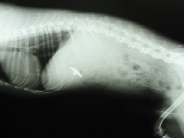 case 6