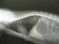 case 7 0