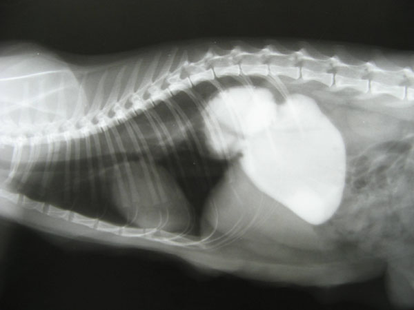 case 7 1